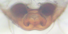epigyna/vulva-ventrální pohled © Antonín Roušar