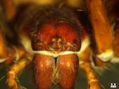 Araneus saevus - portrét © Petr Dolejš